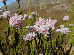 Sorocephalus lanatus