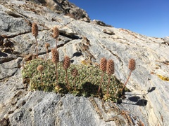 Petrophytum caespitosum caespitosum