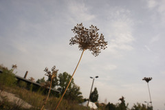 Daucus carota