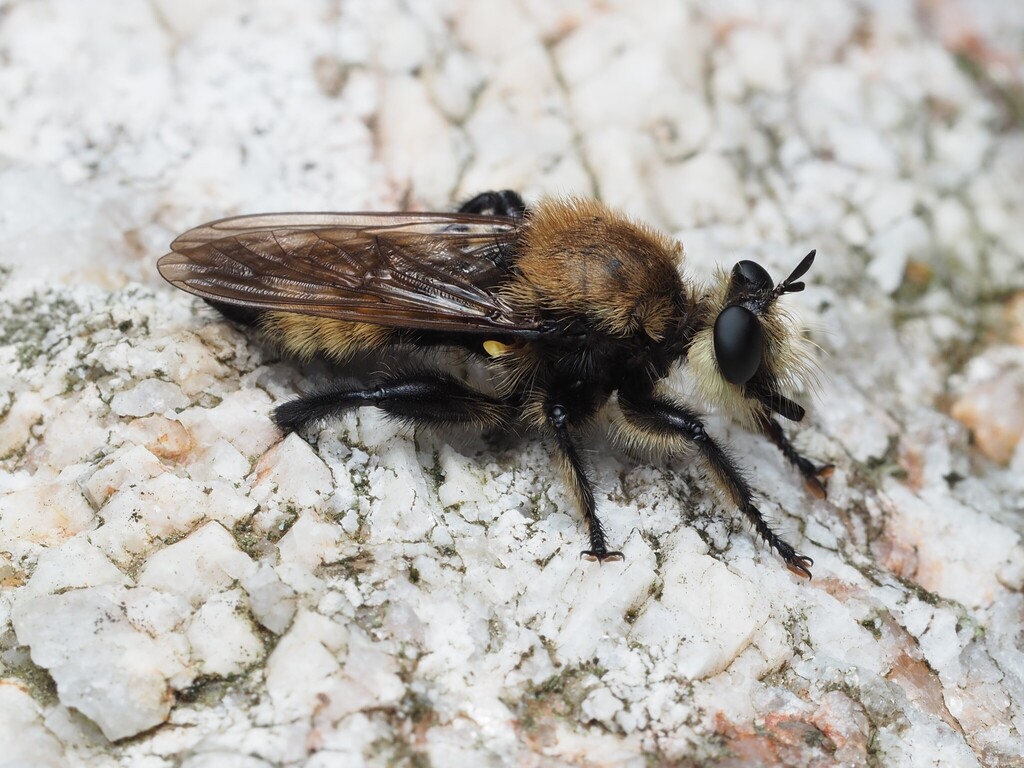 Boreal Laphria