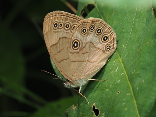 Appalachian Brown photo 5