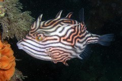 Shaw's Cowfish photo 5