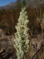 Erica leucanthera
