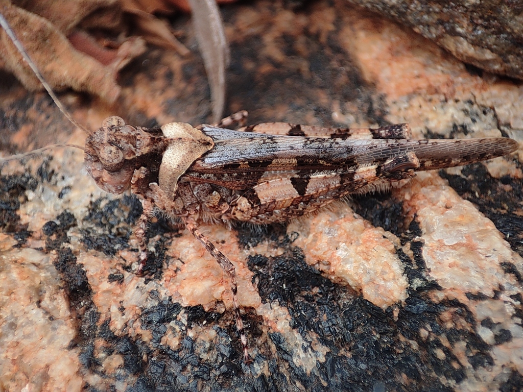 Dittopternis