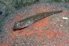 Nesogobius