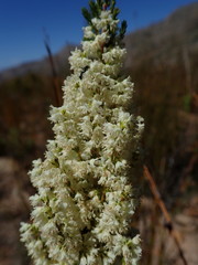 Erica leucanthera