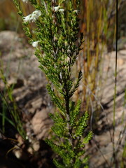 Erica leucanthera