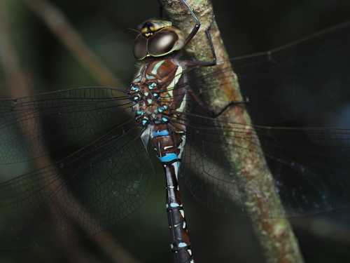 Black-tipped Darner photo 4
