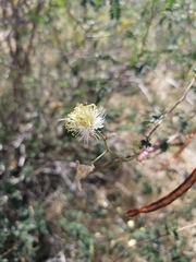 Desmanthus covillei