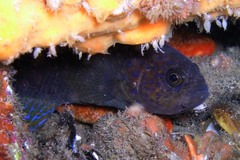 Alison's Blue Devil photo 2