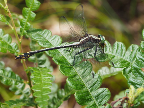 Black-shouldered Spinyleg photo 6