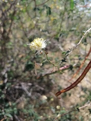 Desmanthus covillei