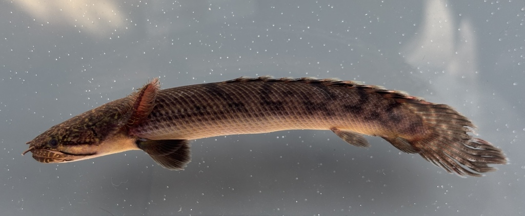 Mottled bichir (Polypterus weeksii) — Polypteridae