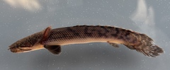 Mottled Bichir photo 1