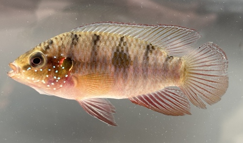 Blood-red jewel cichlid (Hemichromis lifalili) — Cichlidae — 4