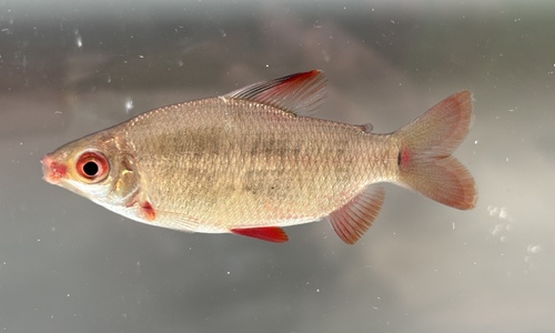 Noboli distichodus (Distichodus noboli) — Distichodontidae