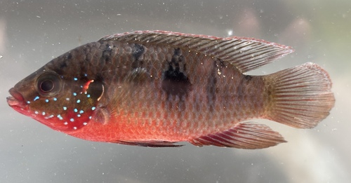 Bloedrode juweelcichlide (Hemichromis lifalili) — Cichlidae