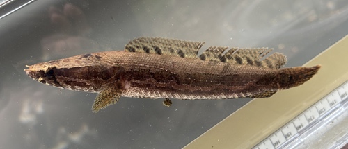 Largespotted snakehead (Parachanna insignis) — Channidae
