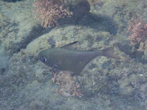 Pempheris rhomboidea