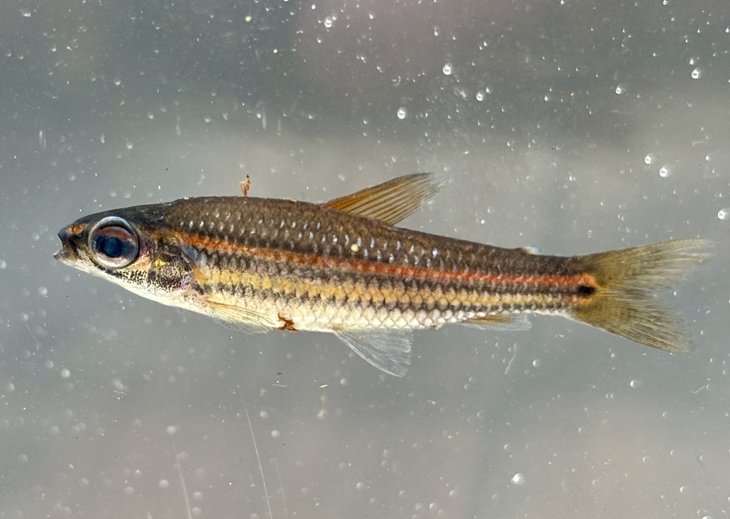 Threeline neolebias (Neolebias trilineatus) — Distichodontidae