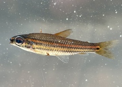 Three-Lined African Tetra photo 1