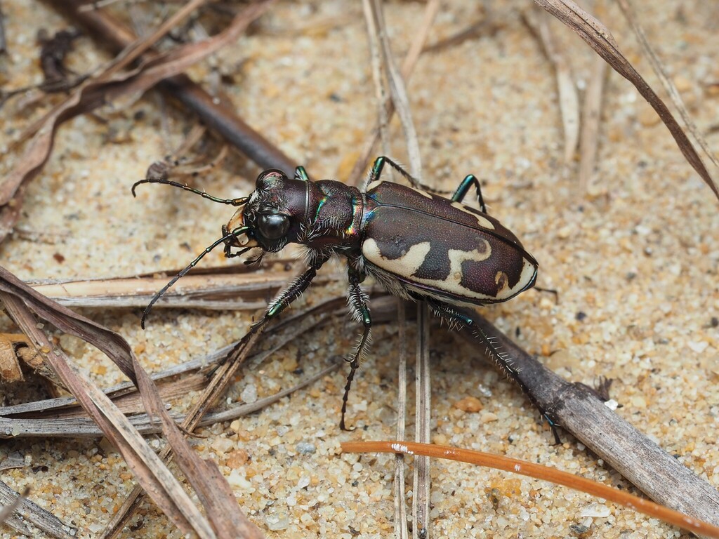 Big Sand Tiger Beetle