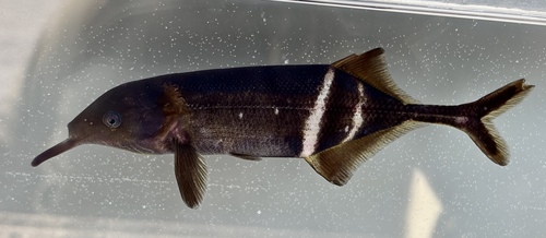 Elephantnose fish (Gnathonemus petersii) — Mormyridae