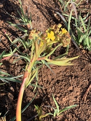 Triumfetta welwitschii