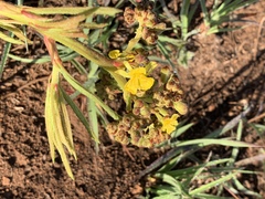 Triumfetta welwitschii