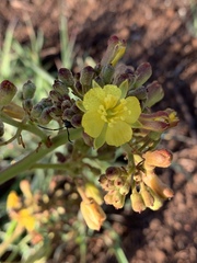 Triumfetta welwitschii