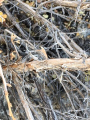 Physocarpus alternans