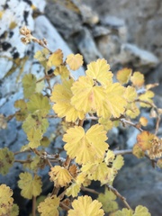 Physocarpus alternans