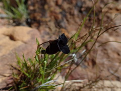 Nemesia bodkinii