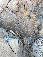 Physocarpus alternans