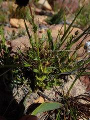 Nemesia bodkinii