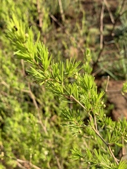 Asparagus laricinus