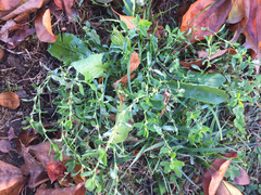 Polygonum aviculare aviculare