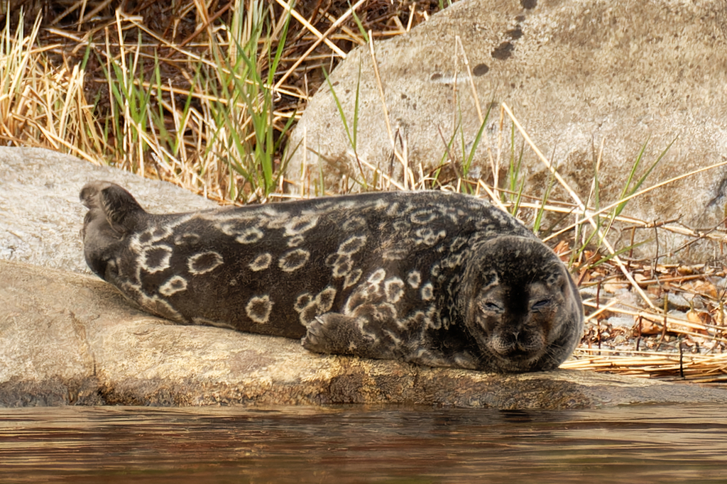 Saimaa Seal