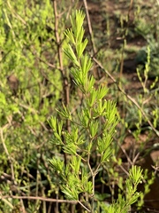 Asparagus laricinus