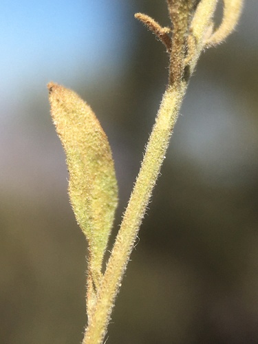 Image of Laphamia villosa by (c) Matt Berger, some rights reserved (CC BY)