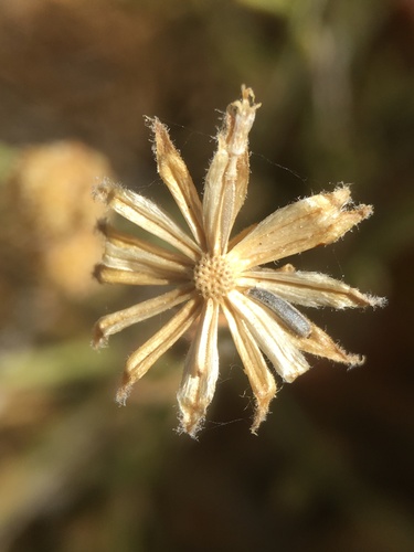 Image of Laphamia villosa by (c) Matt Berger, some rights reserved (CC BY)