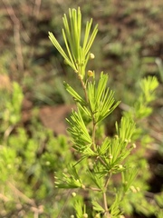 Asparagus laricinus