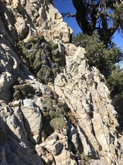 Petrophytum caespitosum caespitosum