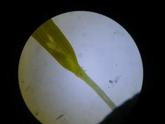 Steirodiscus tagetes