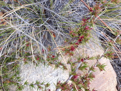 Cliffortia uncinata