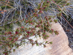Cliffortia uncinata