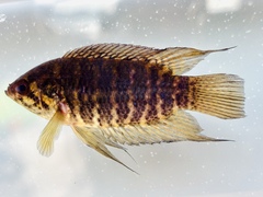 Banded Climbing Perch photo 1