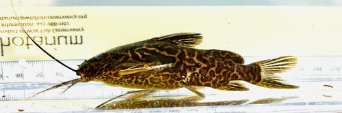 Schouteden's squeaker (Synodontis schoutedeni) — Mochokidae