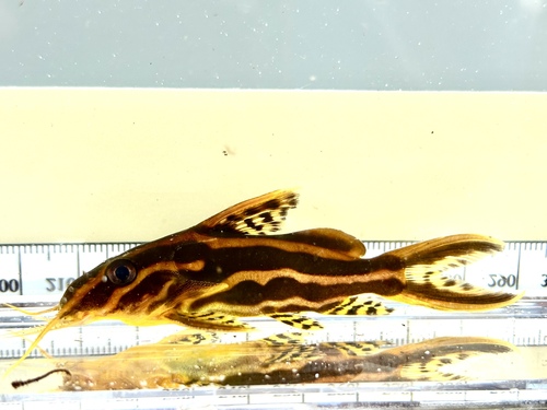 Chocolatestriped squeaker (Synodontis flavitaeniatus) — Mochokidae — 4