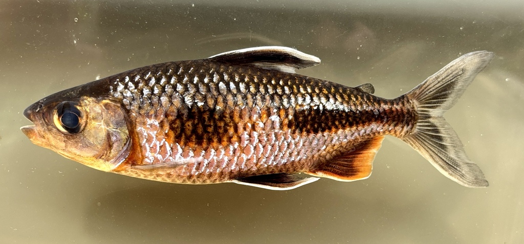 Boulenger's African tetra (Bryconaethiops boulengeri) — Alestidae